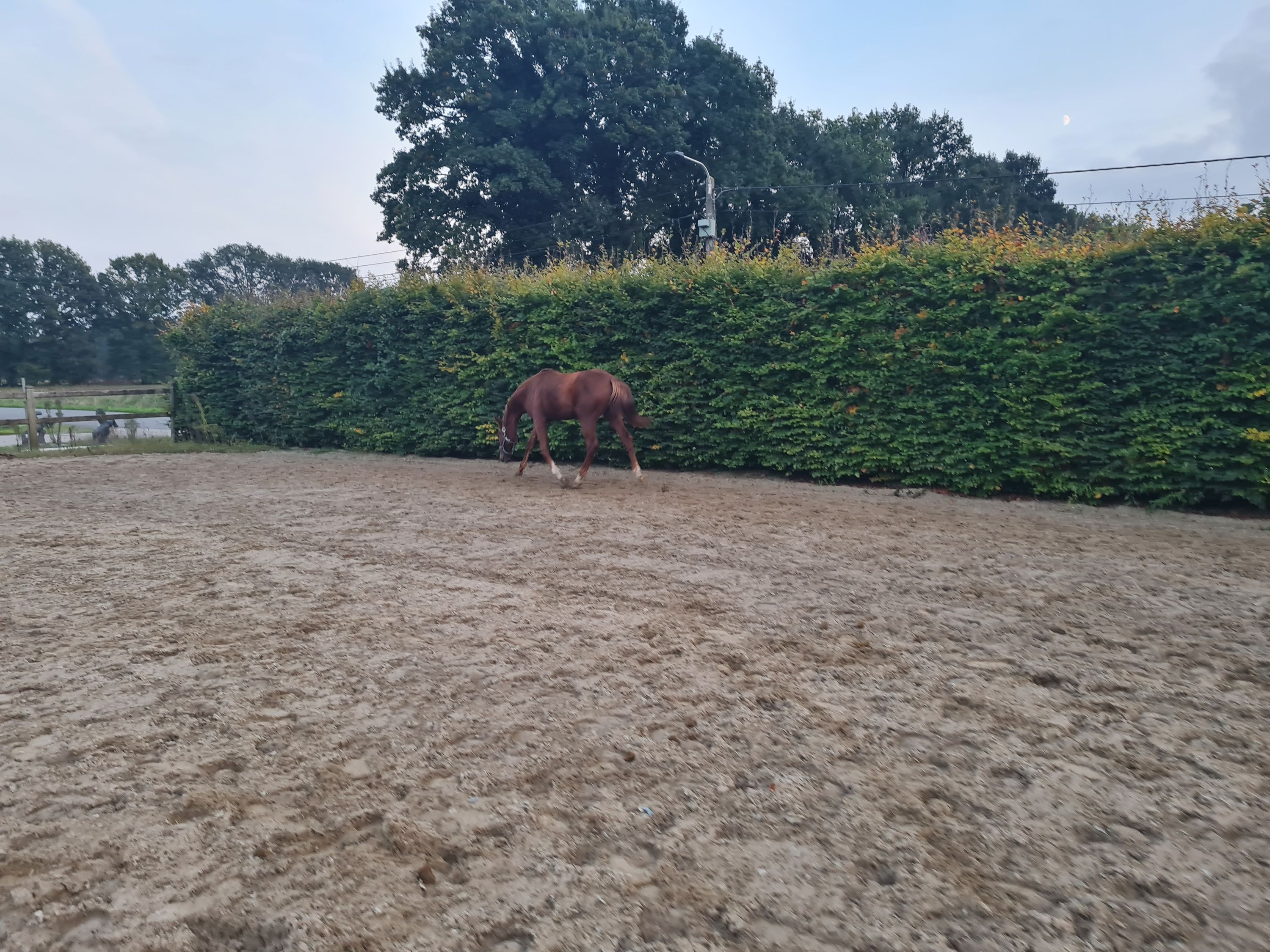 bwp dressuurpaard hengst 1 años vos en venta - Foto 4