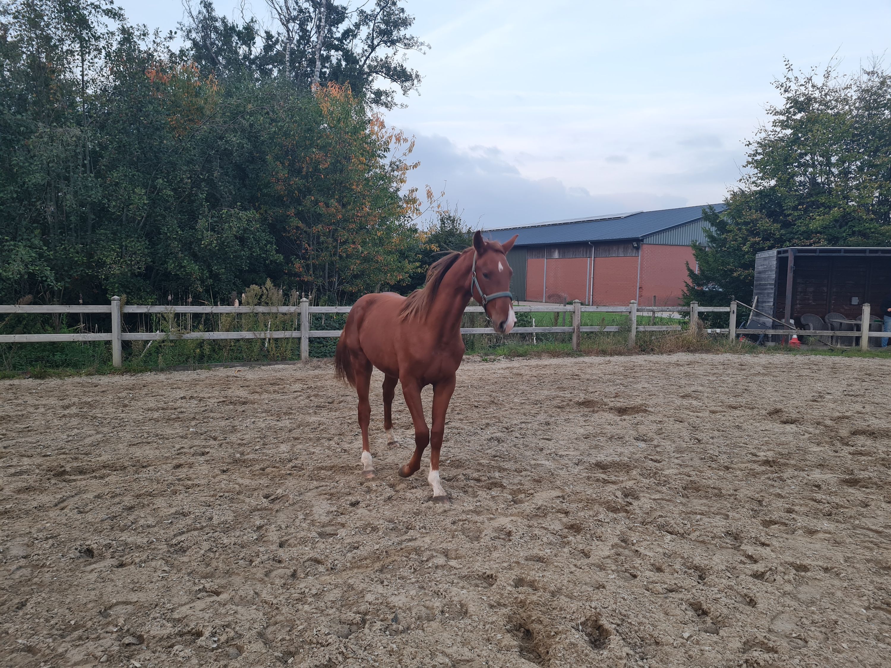 bwp dressuurpaard hengst 1 años vos en venta - Foto 5