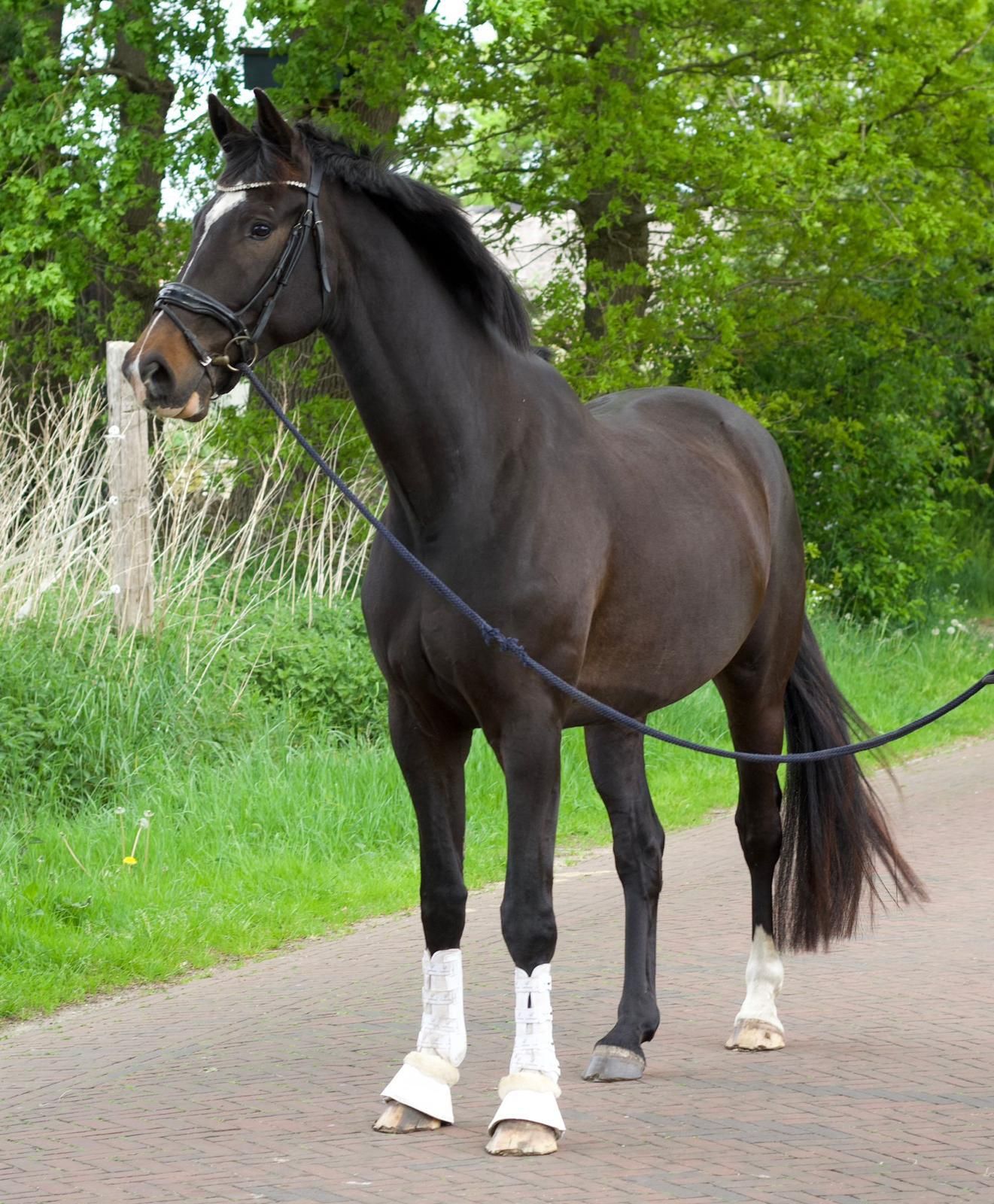 fijne 7 jarige dressuur ruin