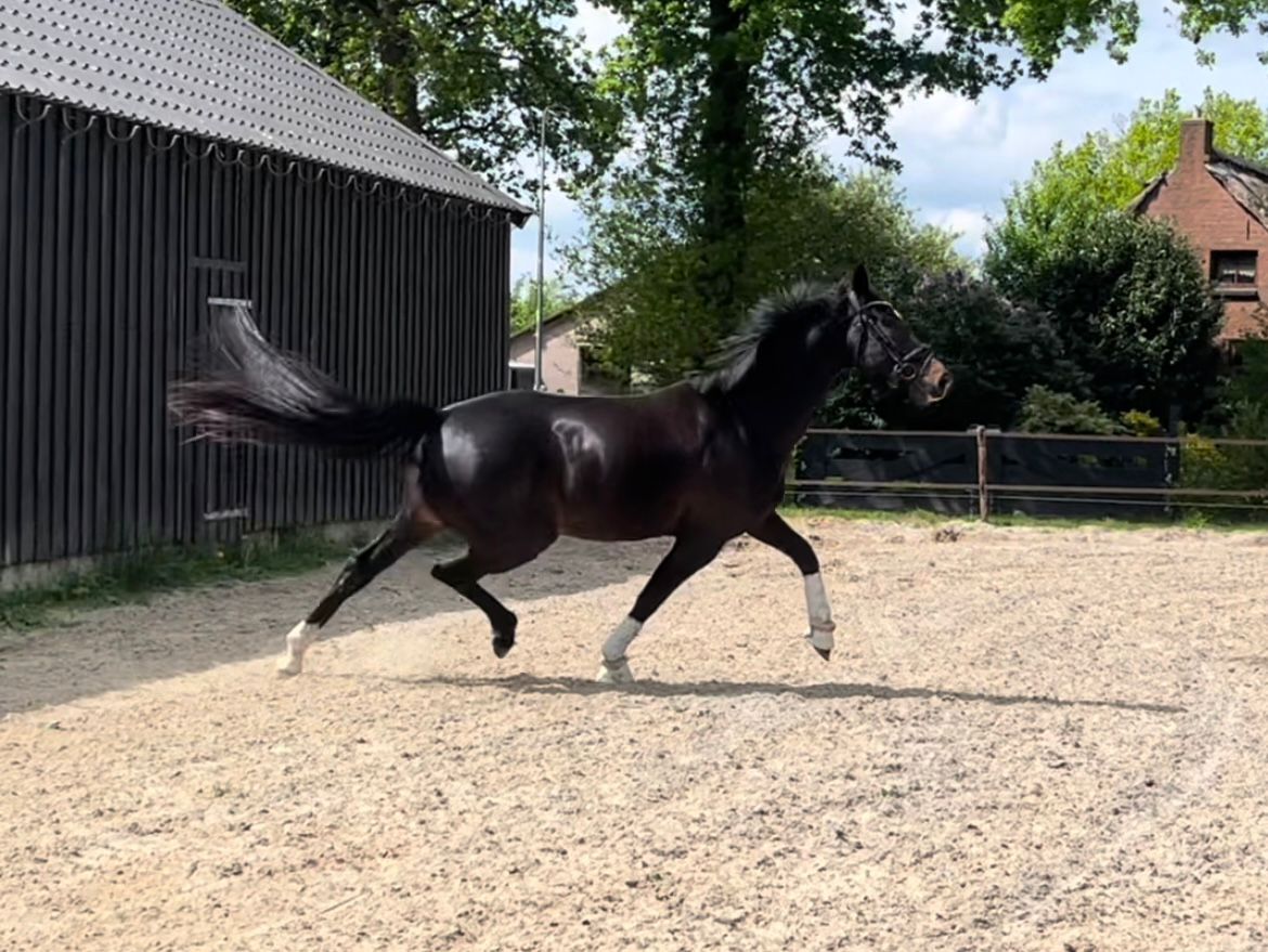 kwpn dressuurpaard ruin 7 år till salu - Foto 3