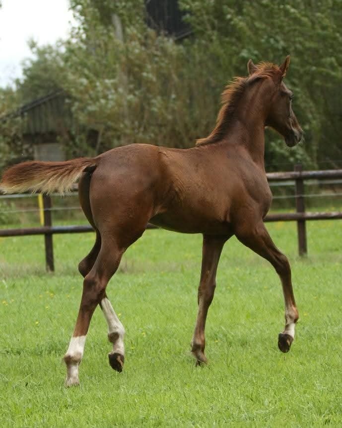 kwpn dressuurpaard hengst 0 år vos til salg - Foto 2