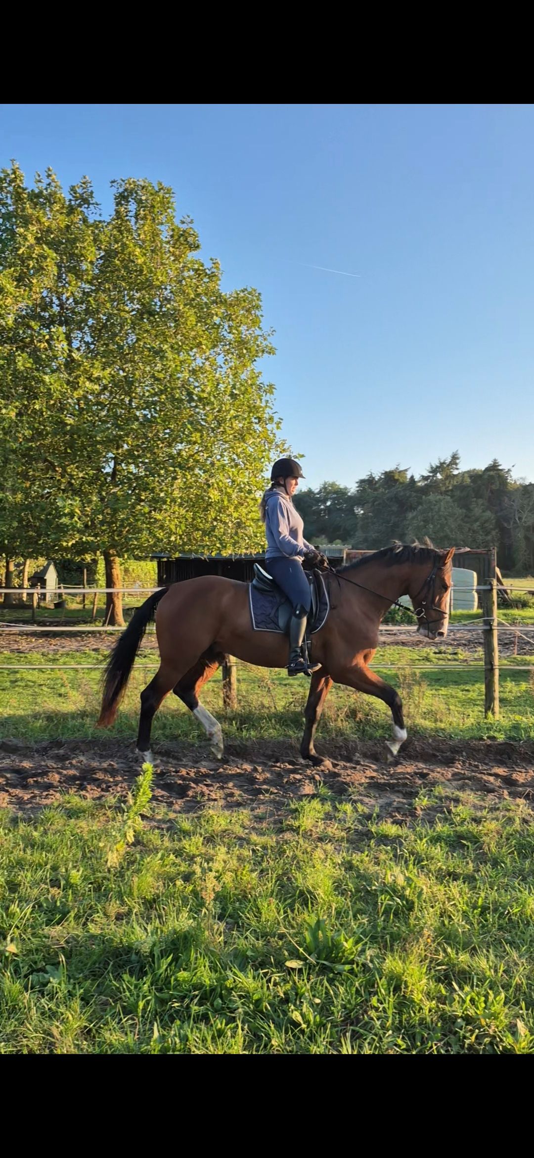 5-årig allroundhäst