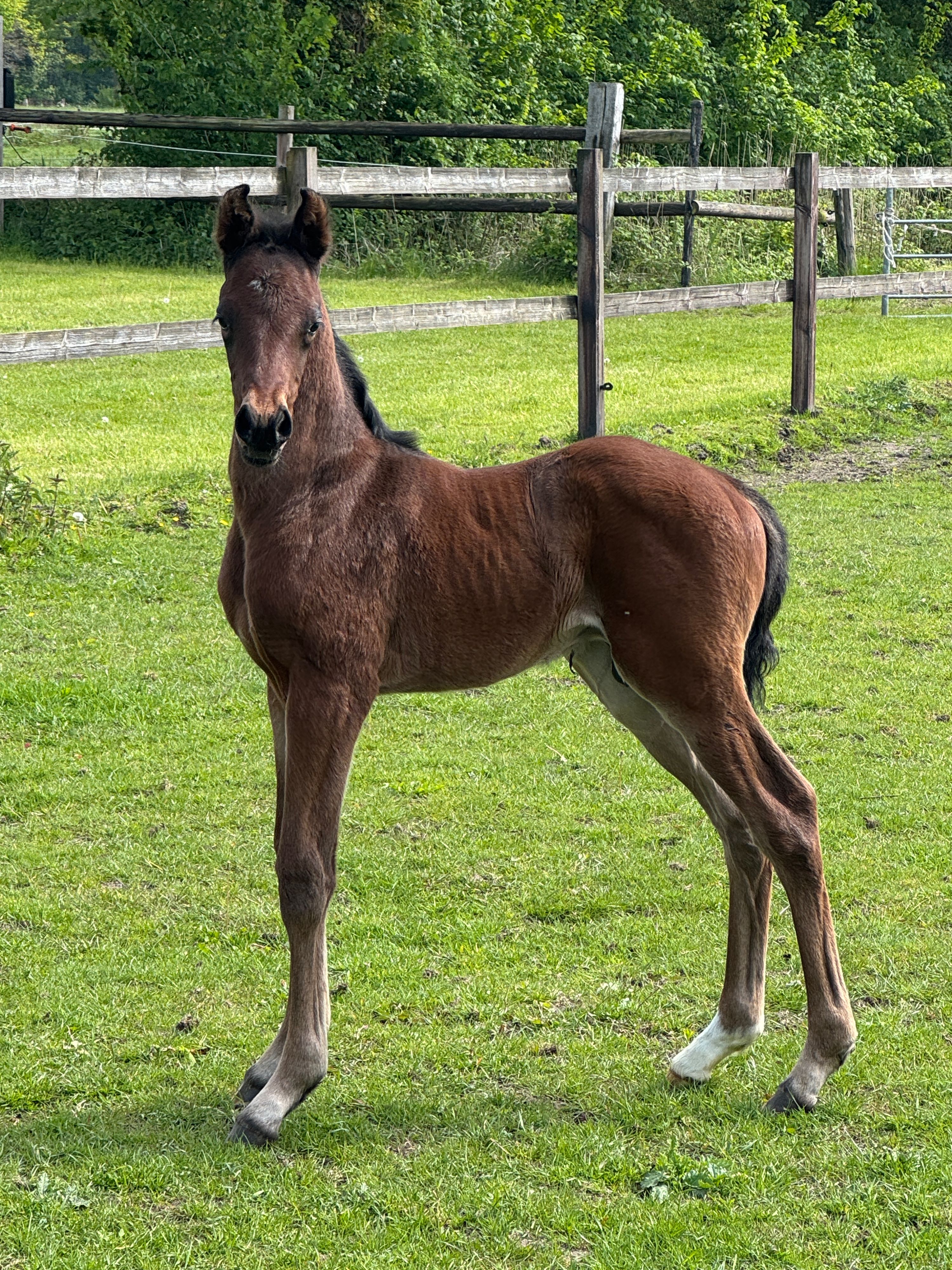 kwpn dressuurpaard hengst 0 years old donkerbruin for sale - Photo 2