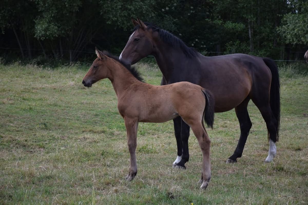oldenburg dressuurpaard merrie 10 岁 donkerbruin 出售 - 照片 2