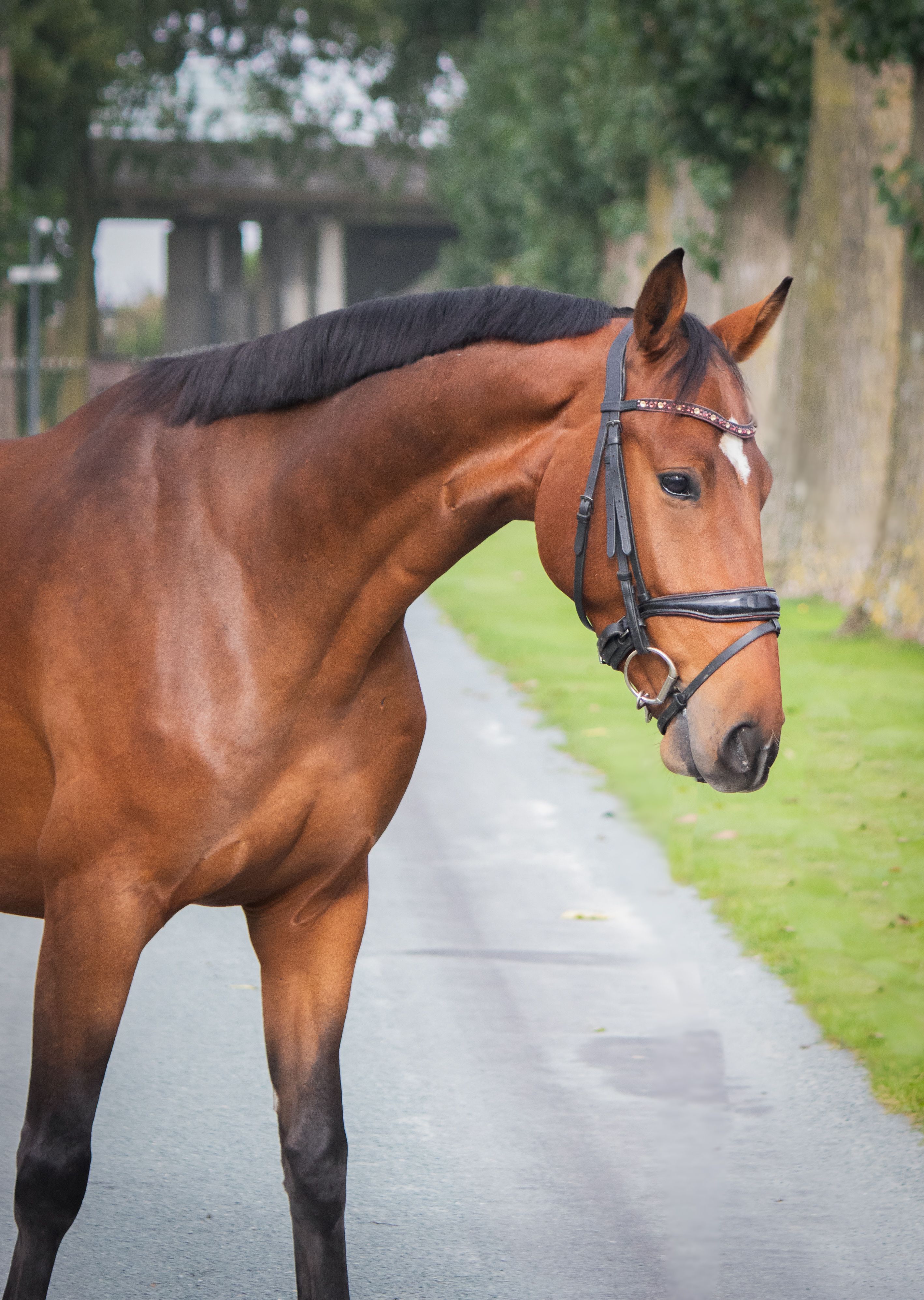 kwpn allrounder ruin 4 años bruin en venta - Foto 3