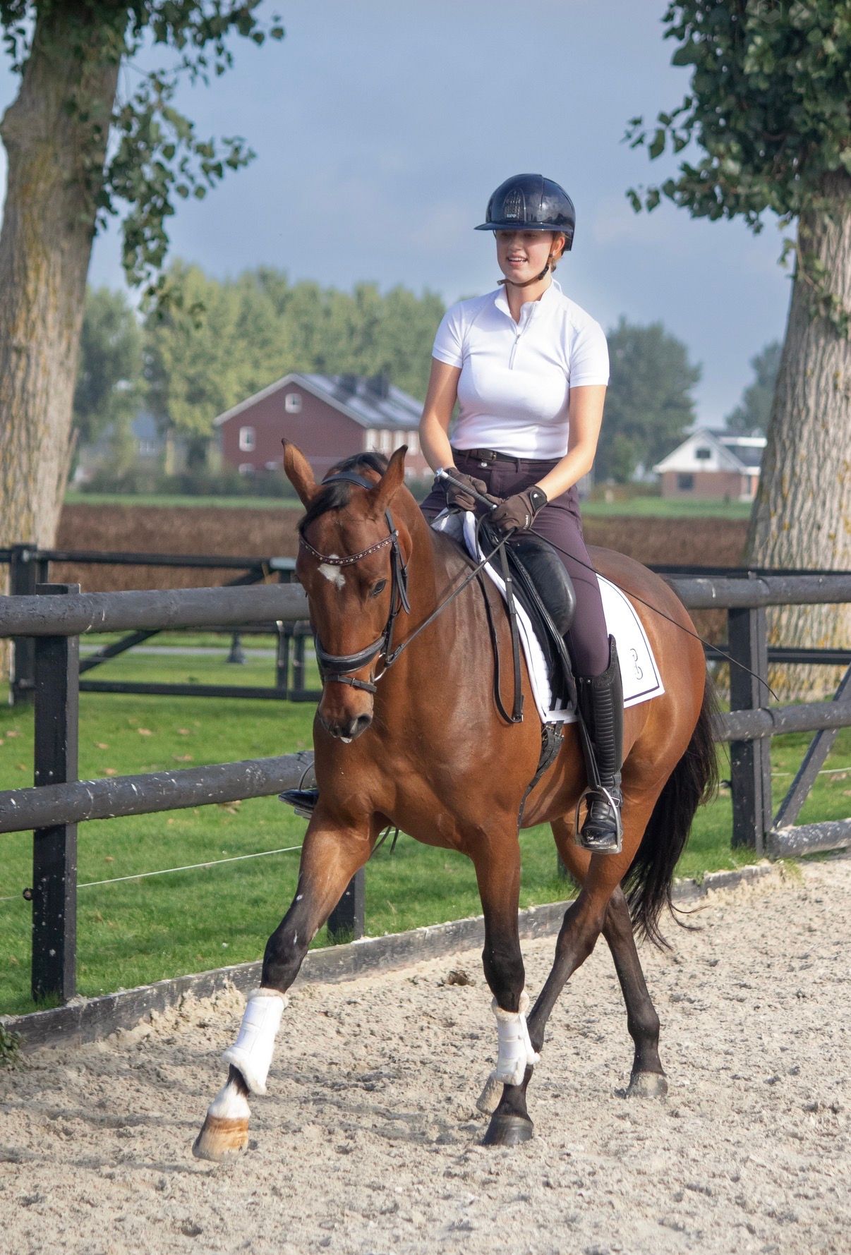 kwpn allrounder ruin 4 años bruin en venta - Foto 2