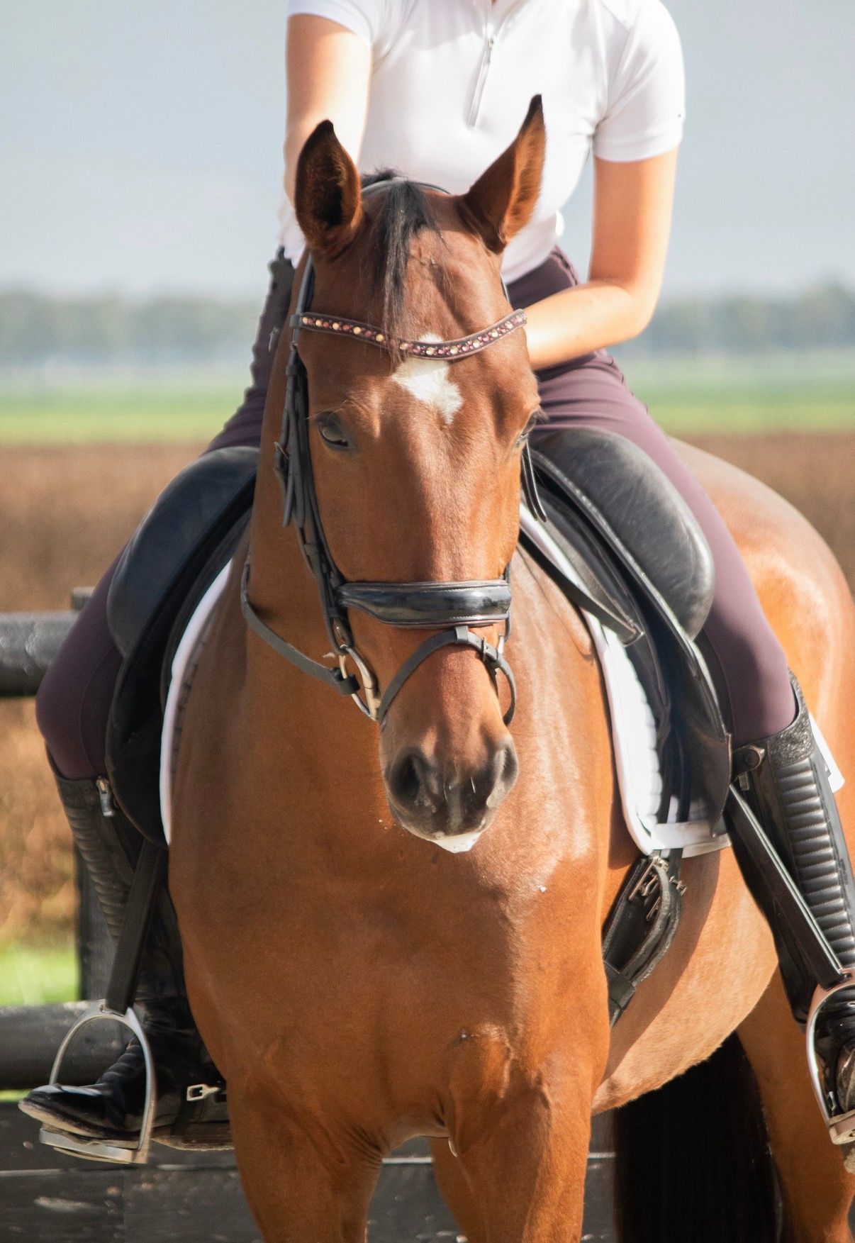 Caballo capón polivalente de 4 años por Instyle