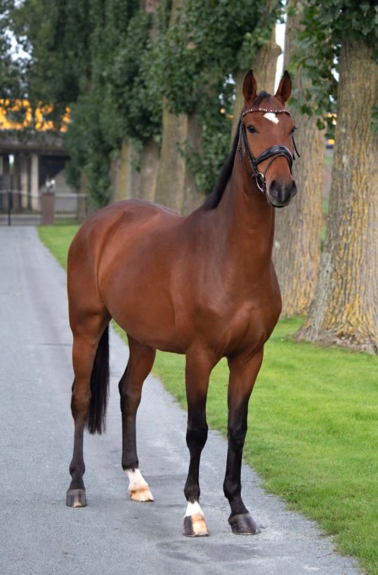 kwpn allrounder ruin 4 años bruin en venta - Foto 4