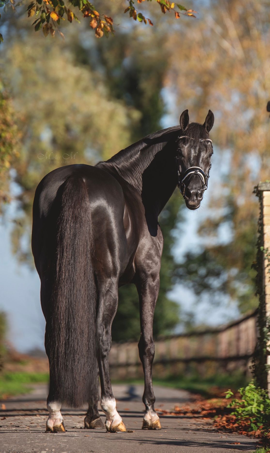 Super handsome gelding for sale