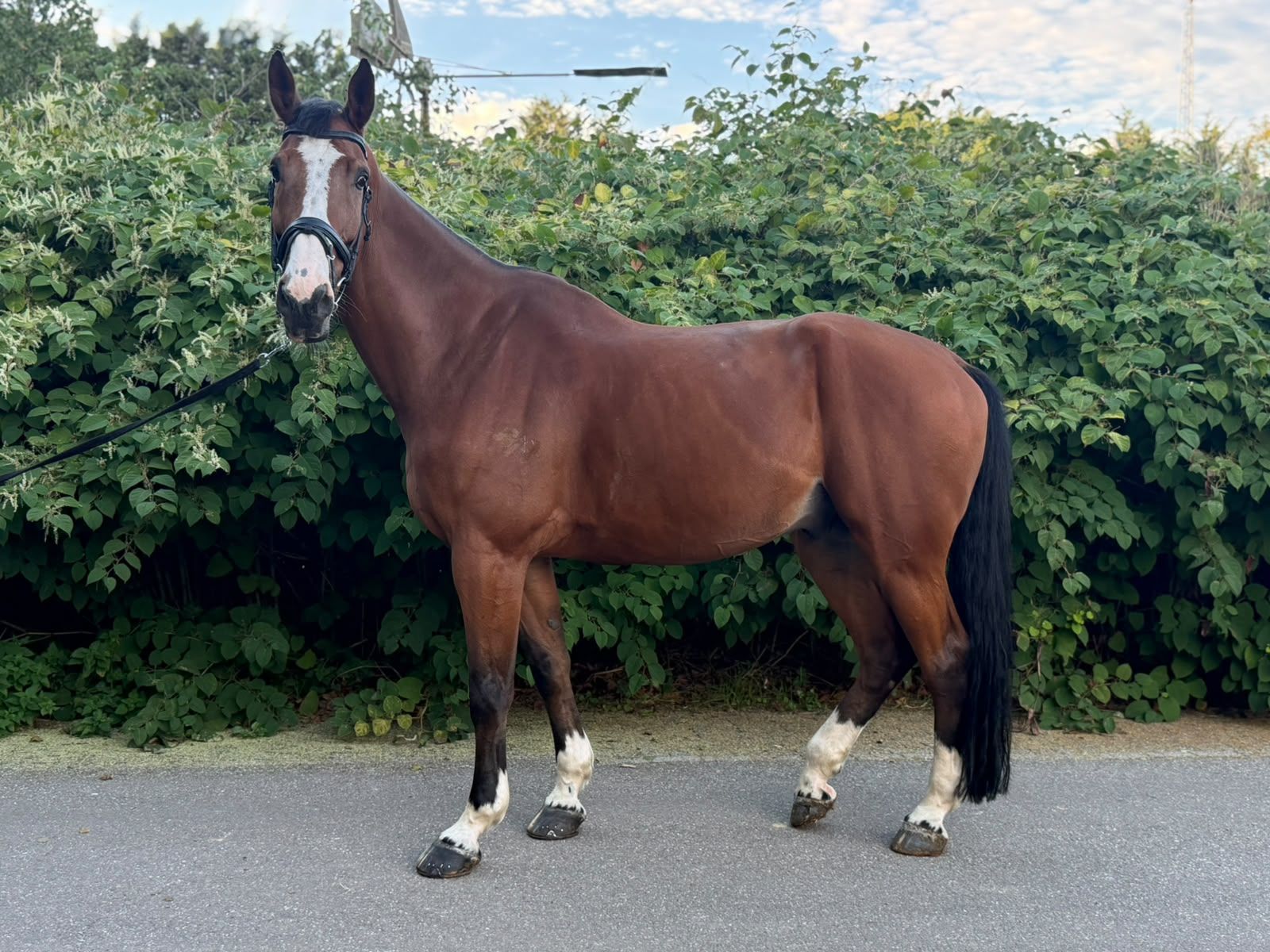 zangersheide recreatie-paard ruin 10 years old bruin for sale - Photo 3