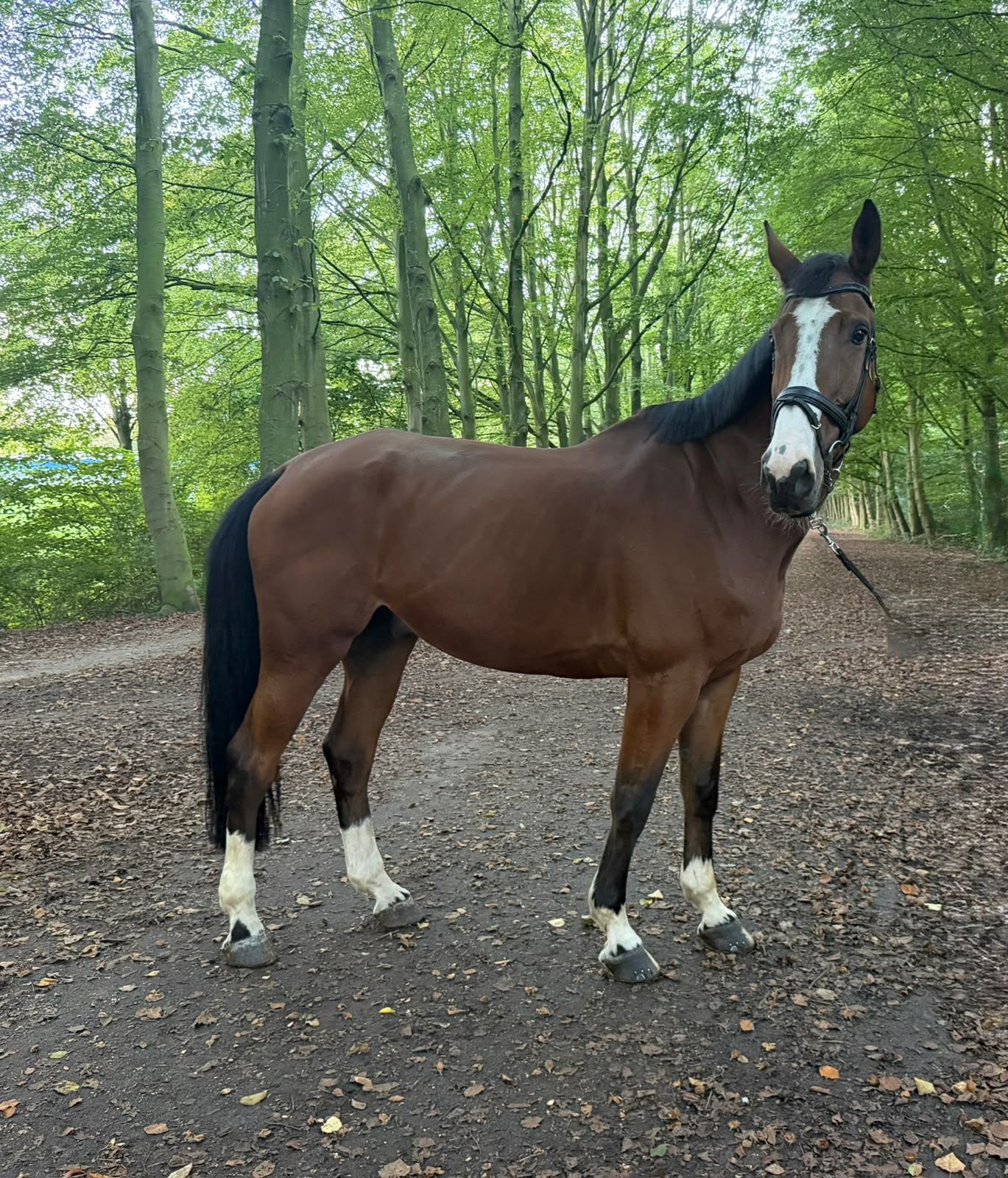 zangersheide recreatie-paard ruin 10 years old bruin for sale - Photo 4