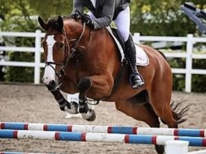 zangersheide recreatie-paard ruin 10 years old bruin for sale - Photo 2