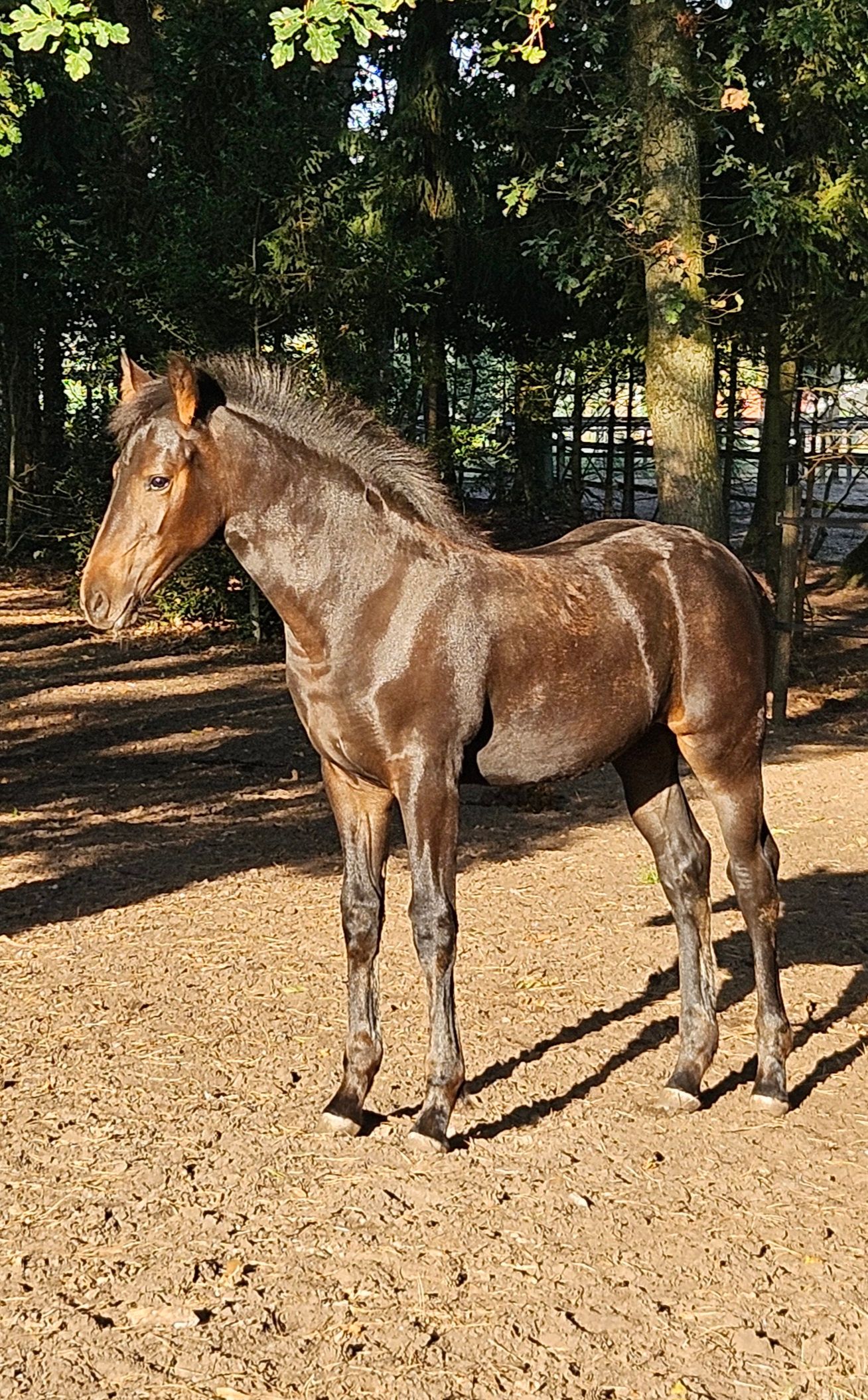 allrounder merrie 0 years old donkerbruin for sale - Photo 5