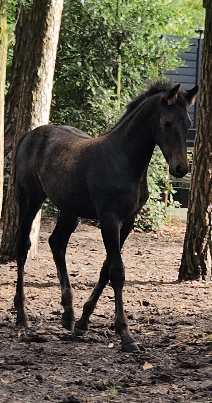 allrounder merrie 0 years old donkerbruin for sale - Photo 3
