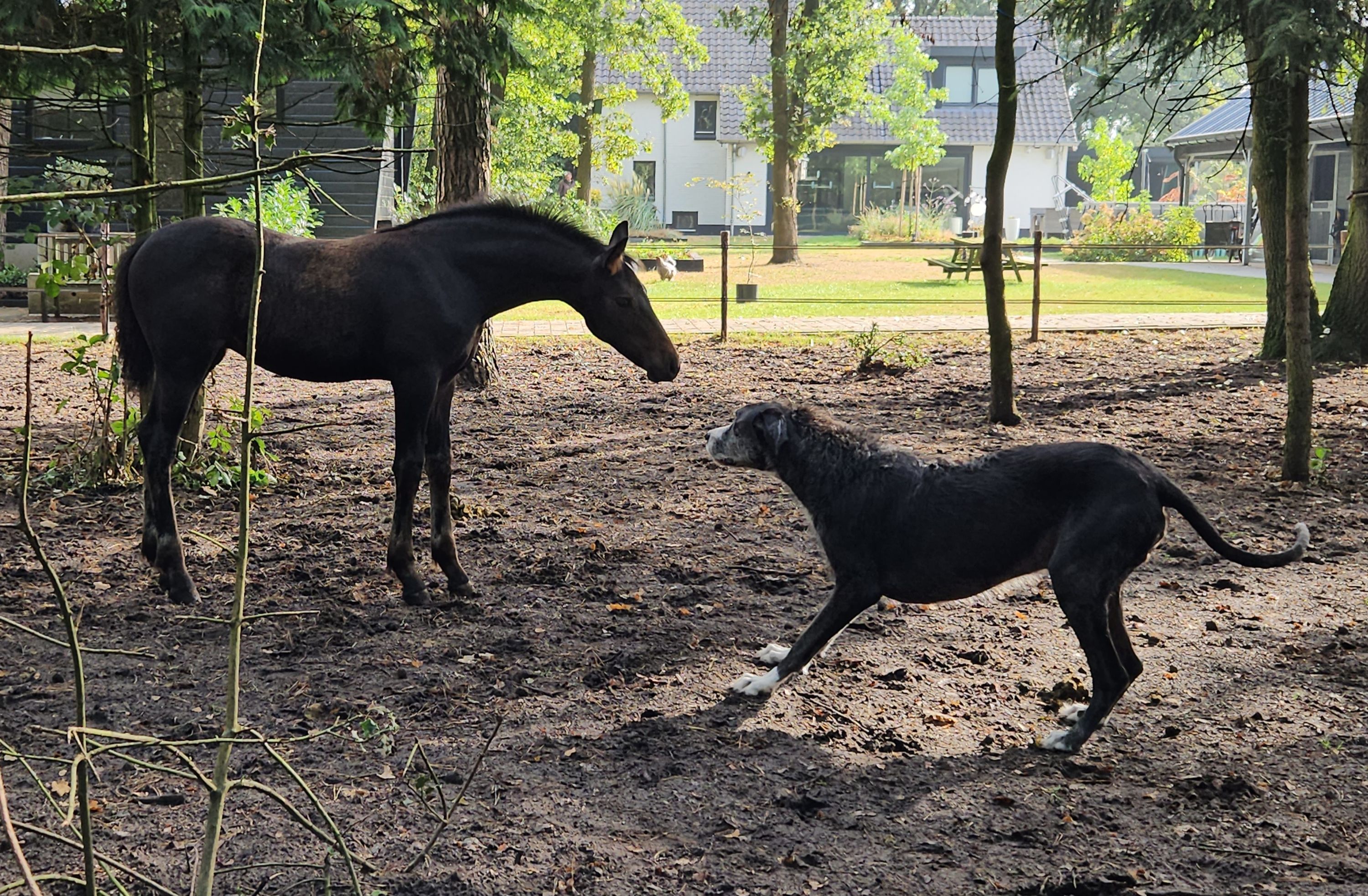 allrounder merrie 0 years old donkerbruin for sale - Photo 4