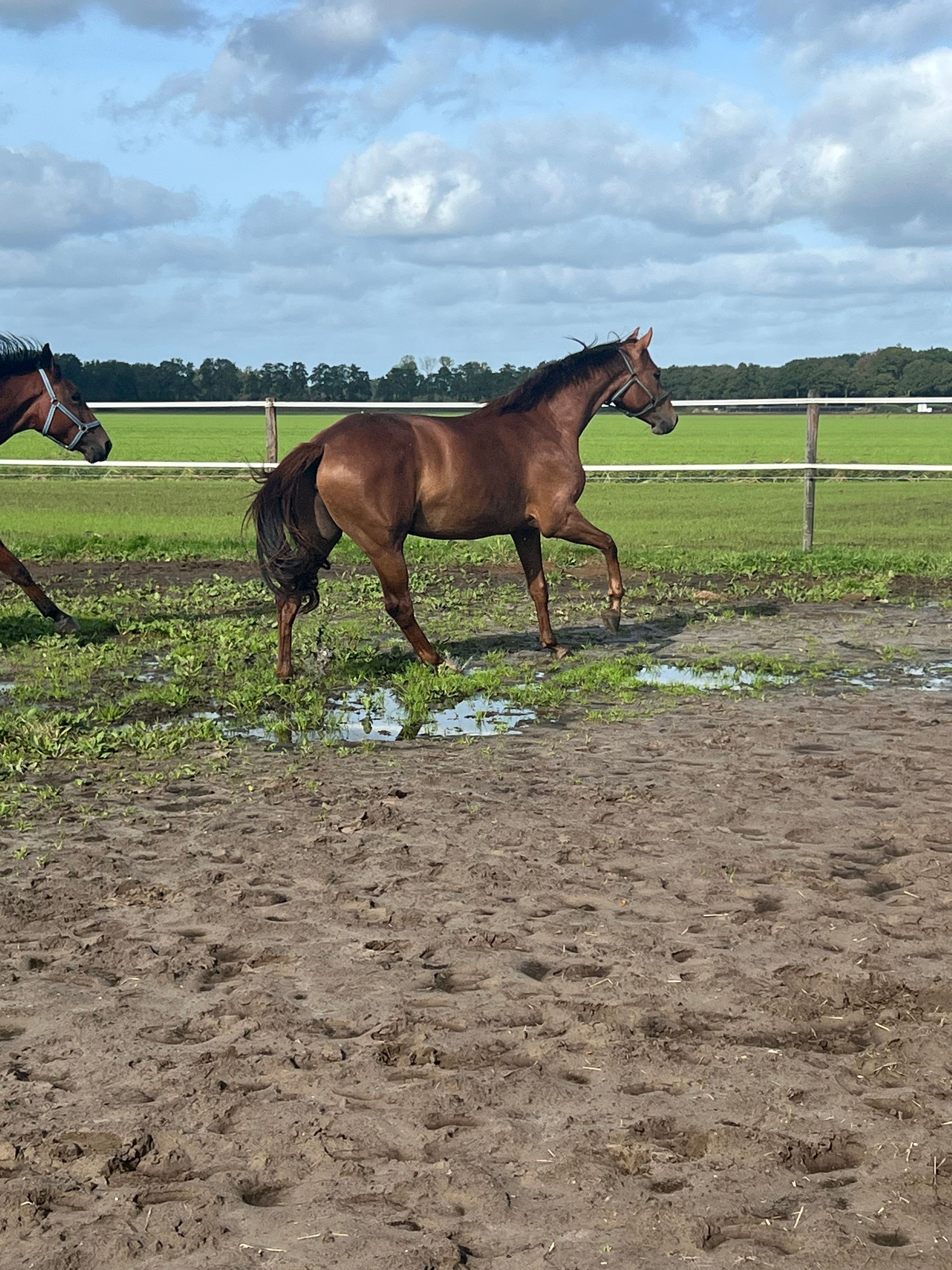 kwpn dressuurpaard merrie 3 years old vos for sale - Photo 4