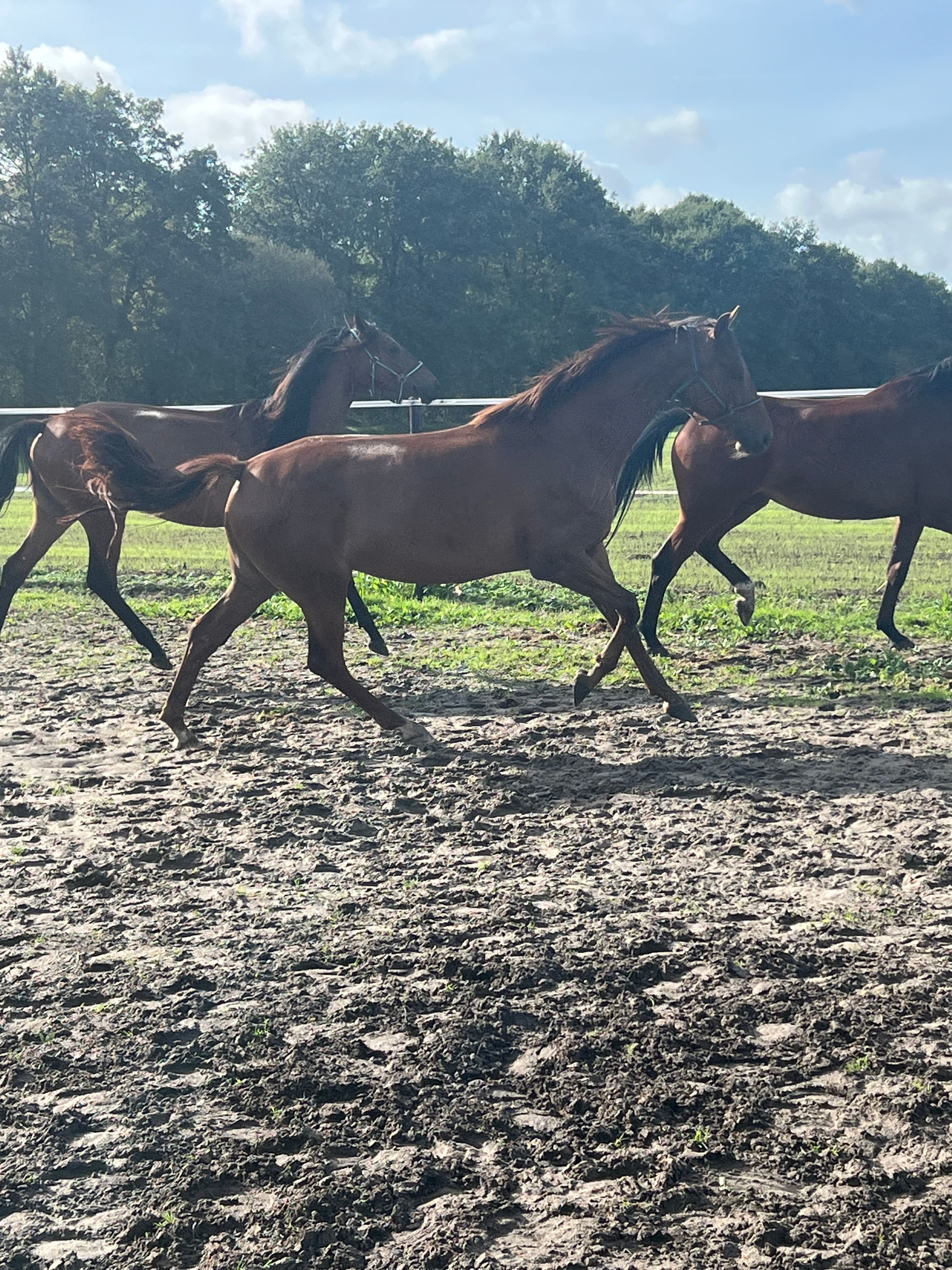 kwpn dressuurpaard merrie 3 years old vos for sale - Photo 5