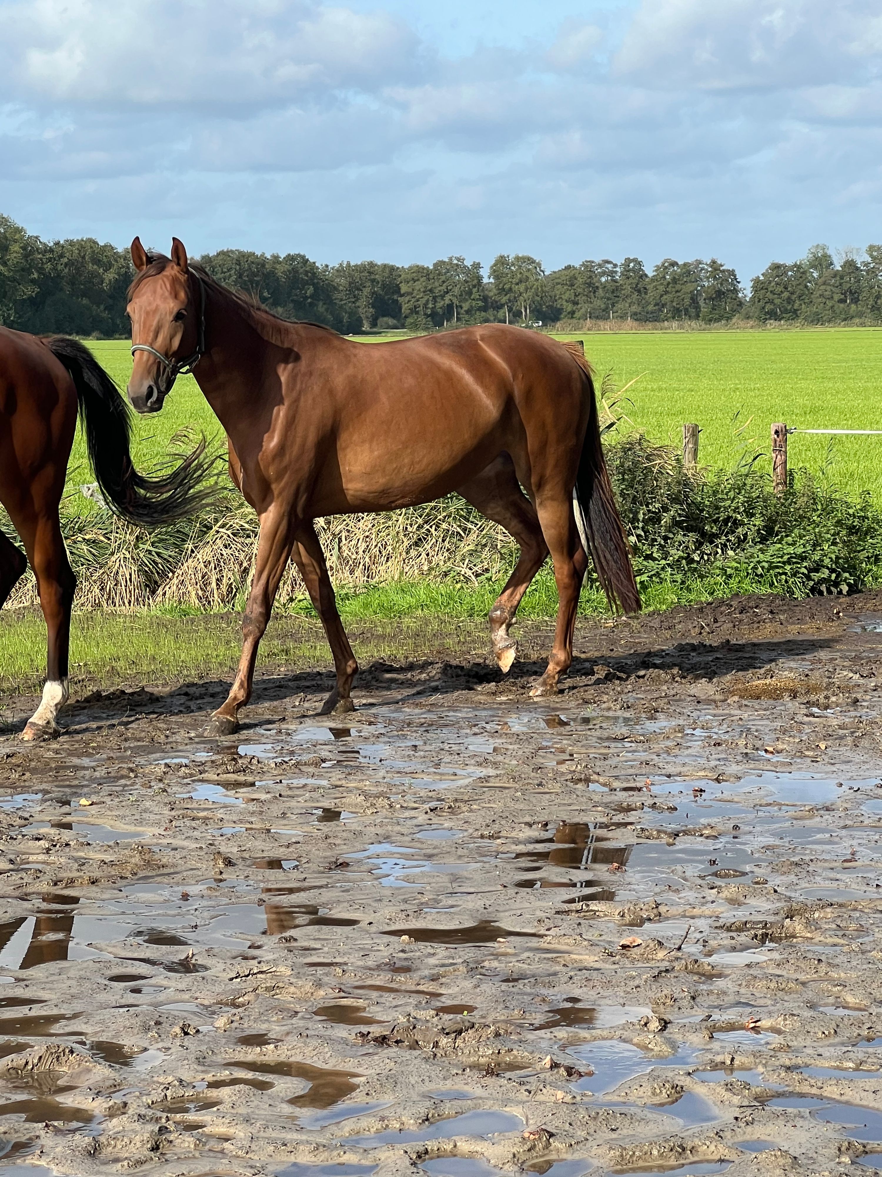 kwpn dressuurpaard merrie 3 years old vos for sale - Photo 6