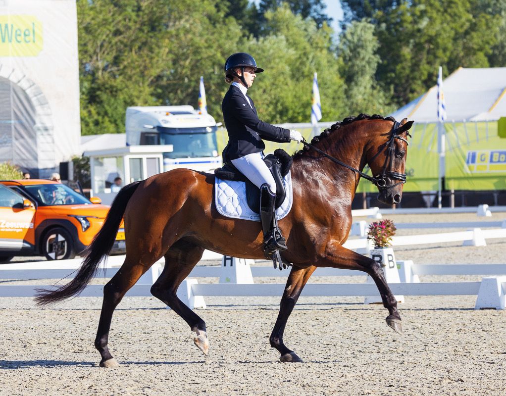 Super knappe en getalenteerde 6-jarige merrie te koop!