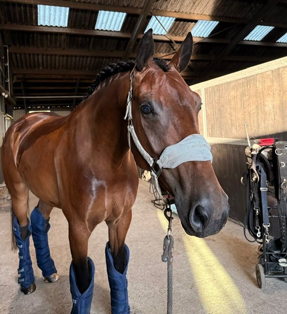 kwpn dressuurpaard merrie 6 år donkerbruin till salu - Foto 2