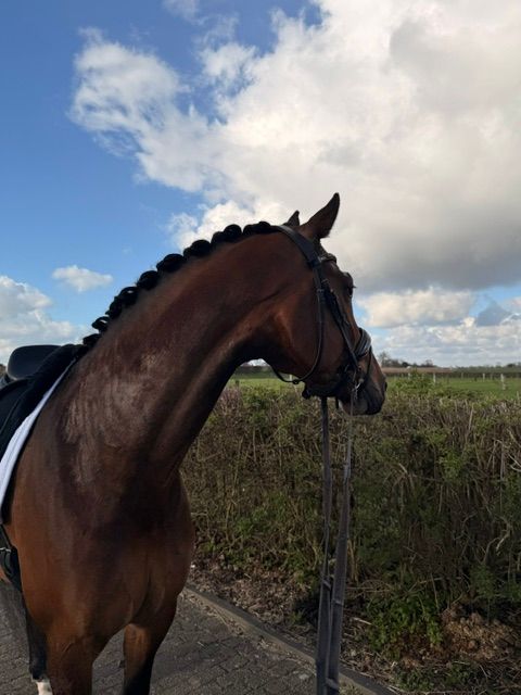 kwpn dressuurpaard merrie 6 år donkerbruin till salu - Foto 3