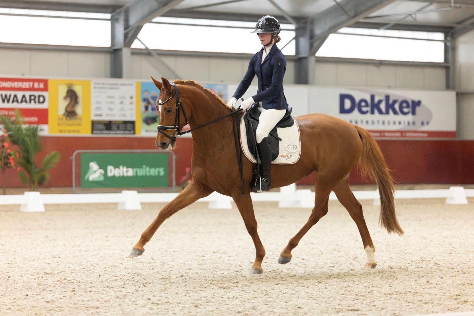 kwpn dressuurpaard merrie 7 سنوات vos للبيع - صورة 2