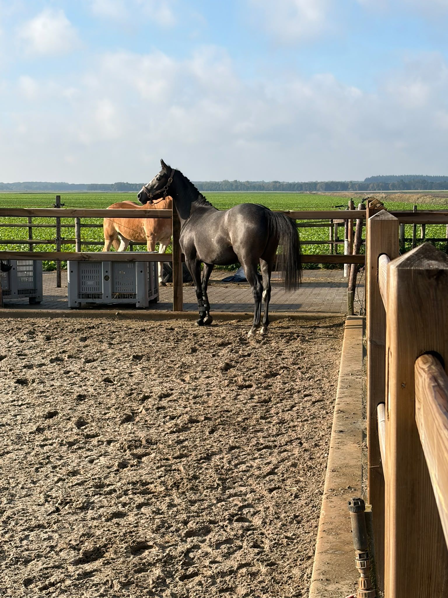 kwpn springpaard merrie 2 سنوات schimmel للبيع - صورة 4