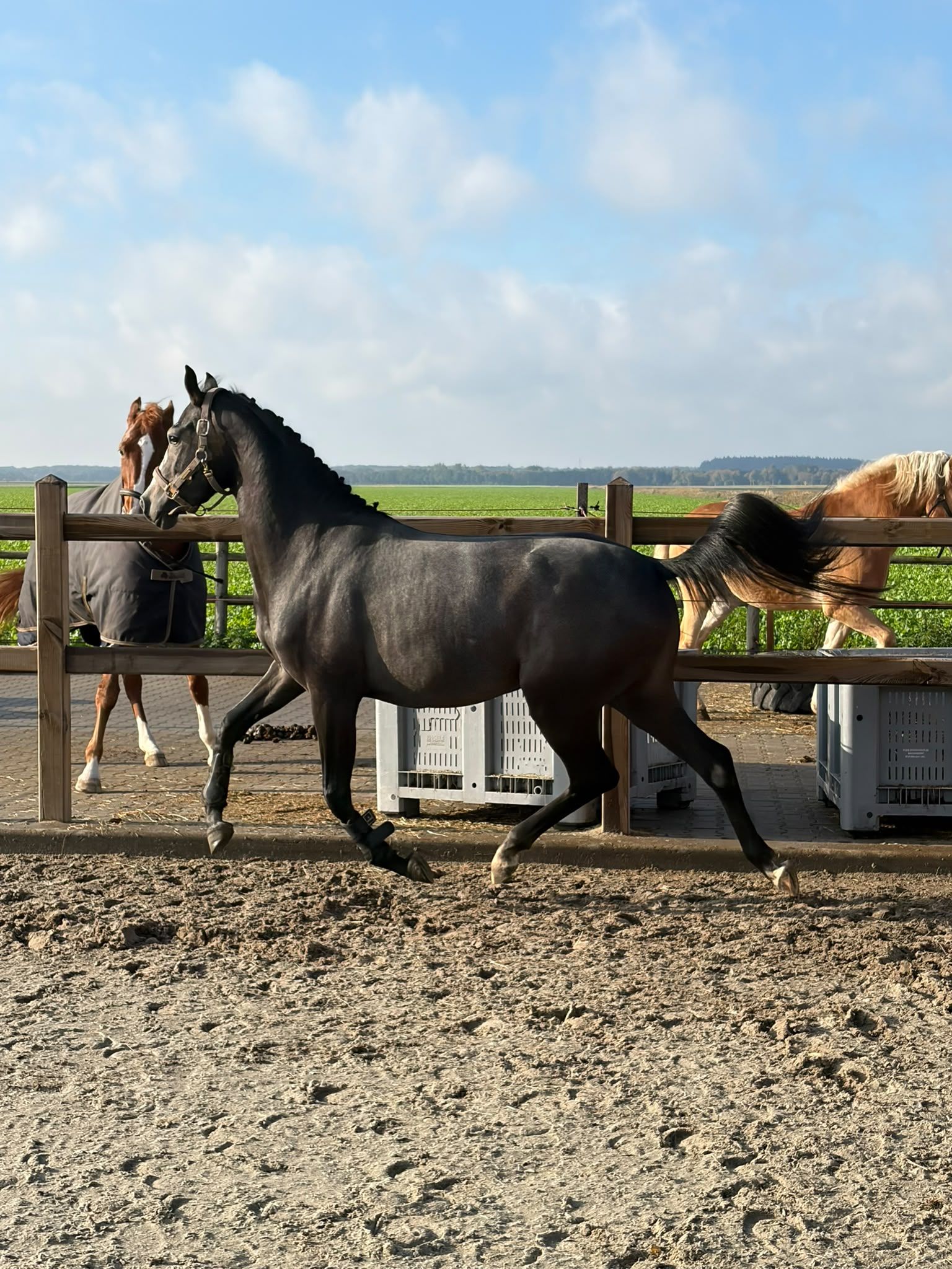 kwpn springpaard merrie 2 سنوات schimmel للبيع - صورة 3