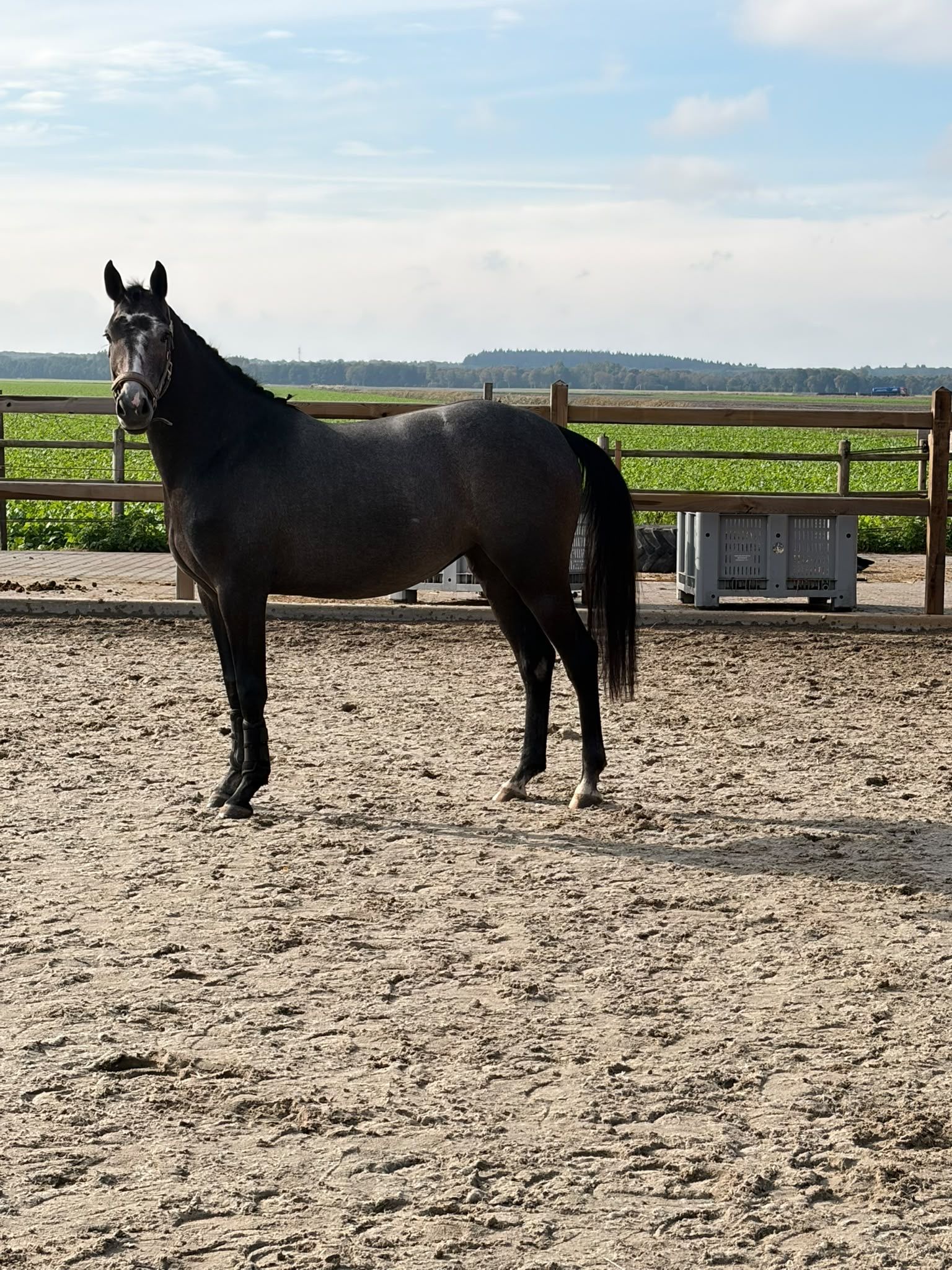 kwpn springpaard merrie 2 سنوات schimmel للبيع - صورة 5