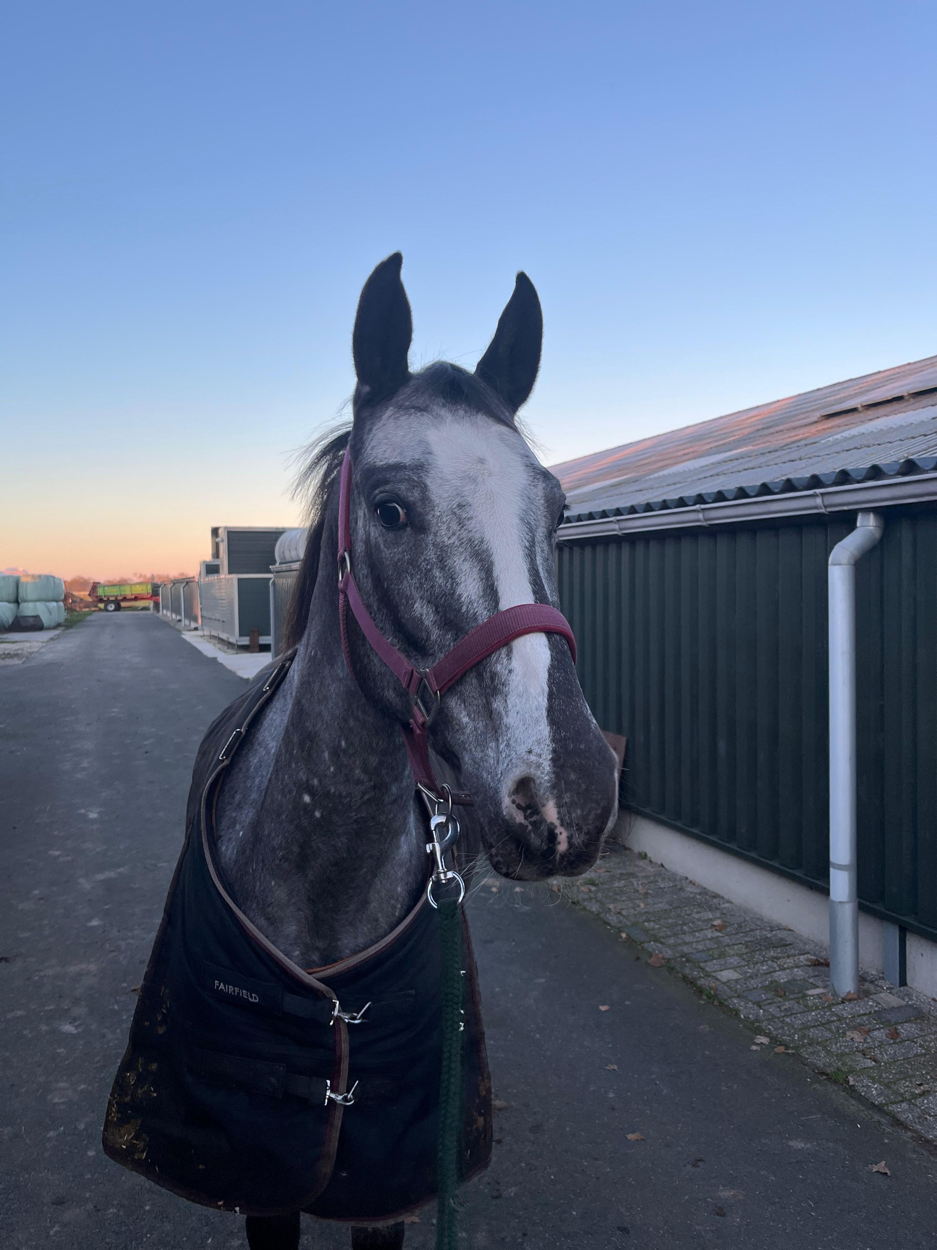 Super gave brave E-pony