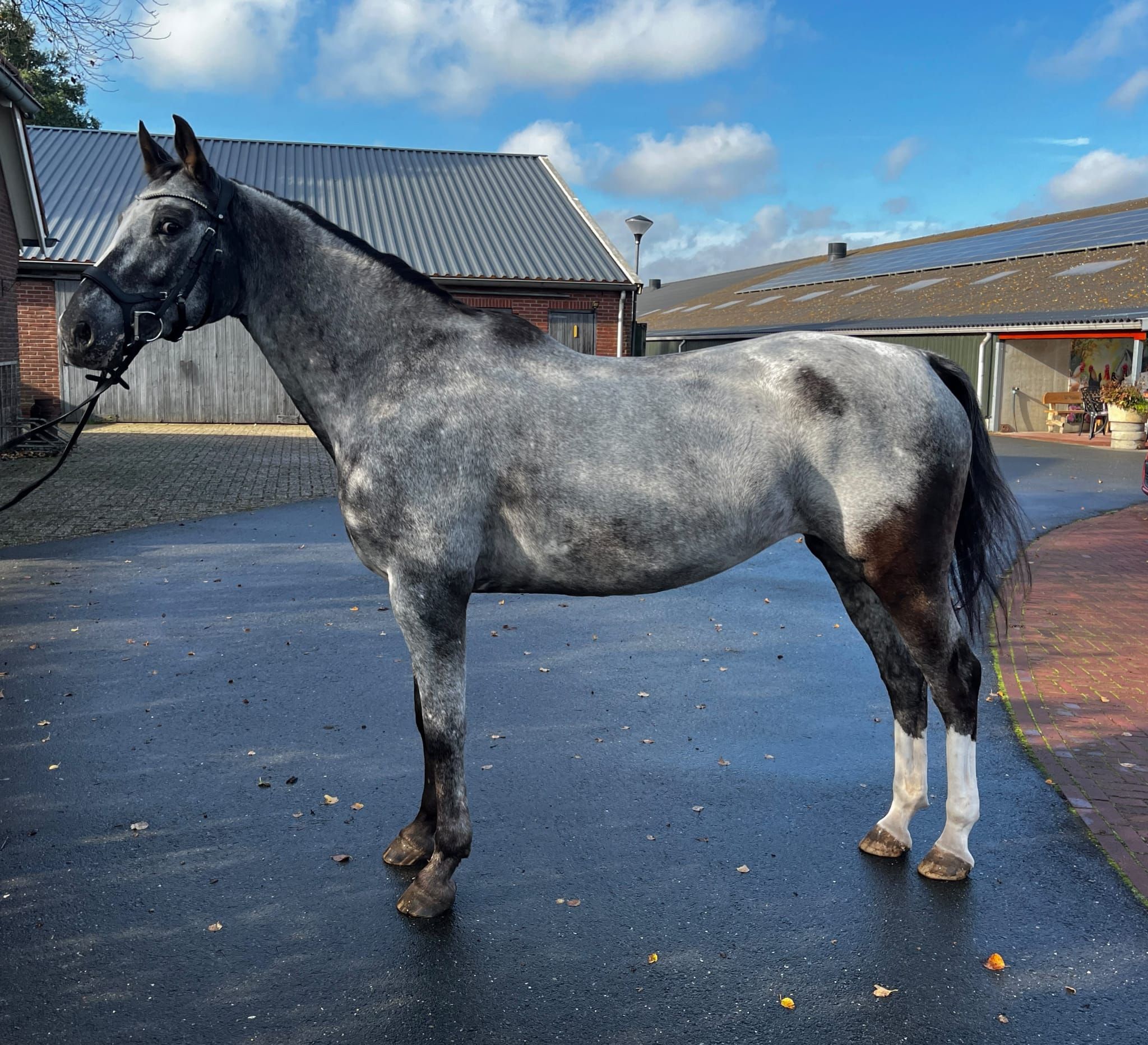 nrps allround-pony merrie 8 jaar te koop - Foto 2