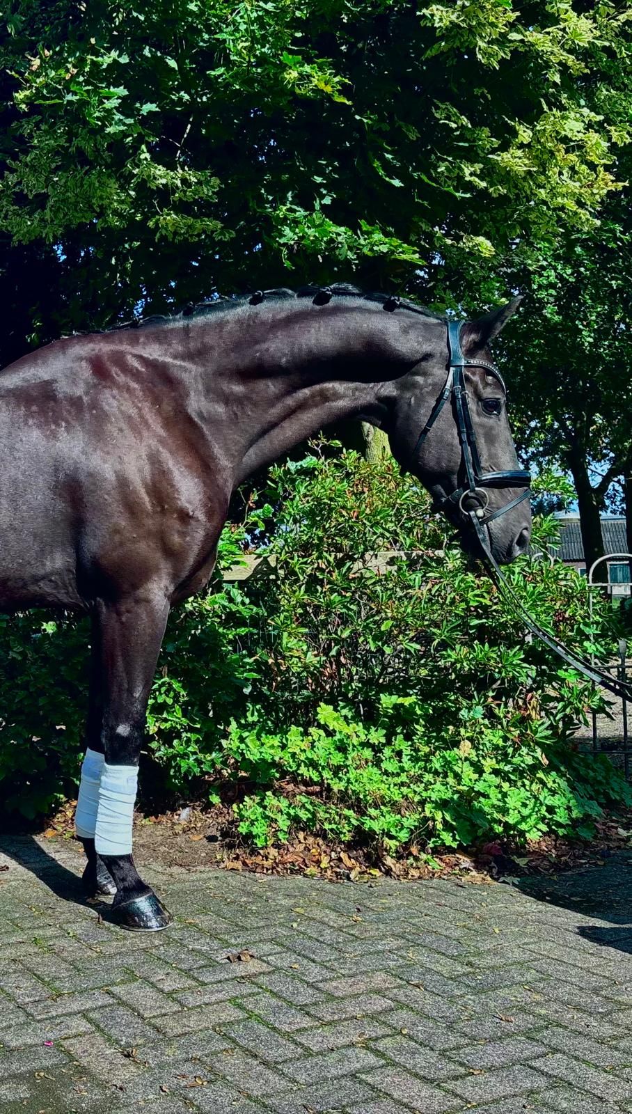 kwpn dressuurpaard ruin 14 jaar zwart te koop - Foto 2