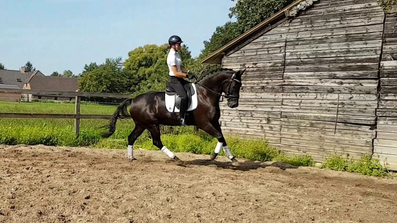 kwpn dressuurpaard ruin 14 jaar zwart te koop - Foto 4