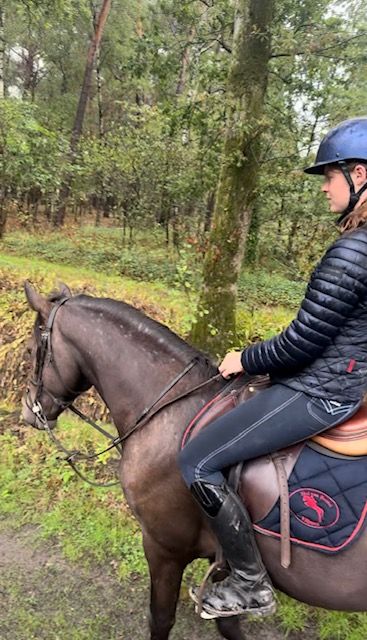 new-forest allround-pony ruin 3 años bruin en venta - Foto 3