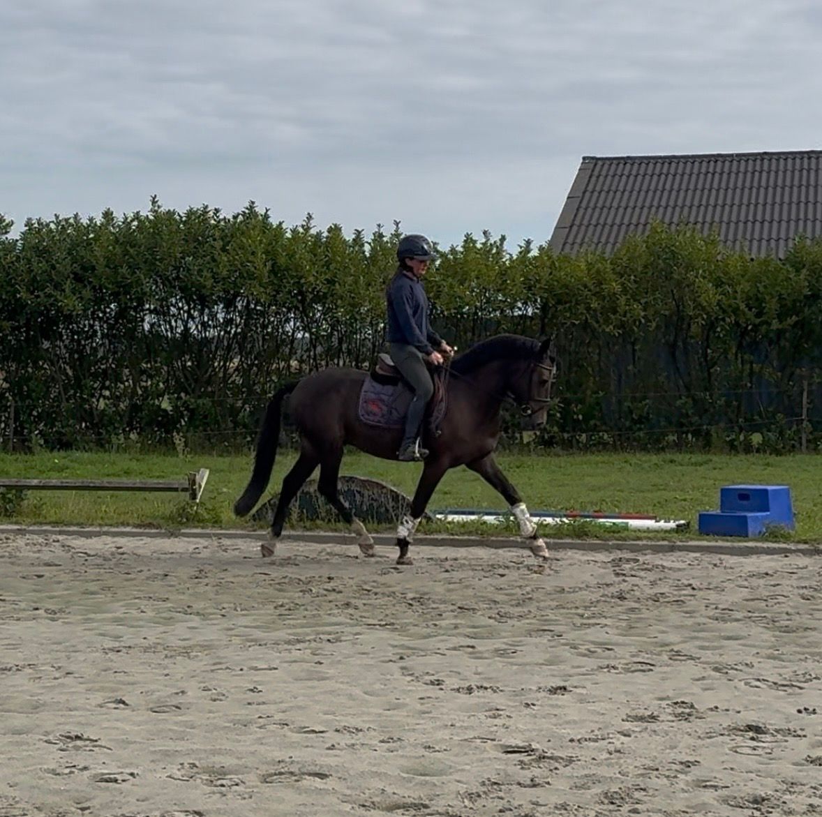 new-forest allround-pony ruin 3 años bruin en venta - Foto 4