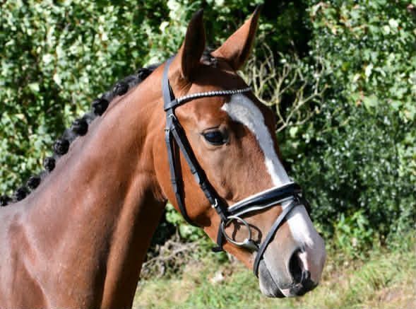 kwpn dressuurpaard merrie 5 jaar bruin te koop - Foto 2