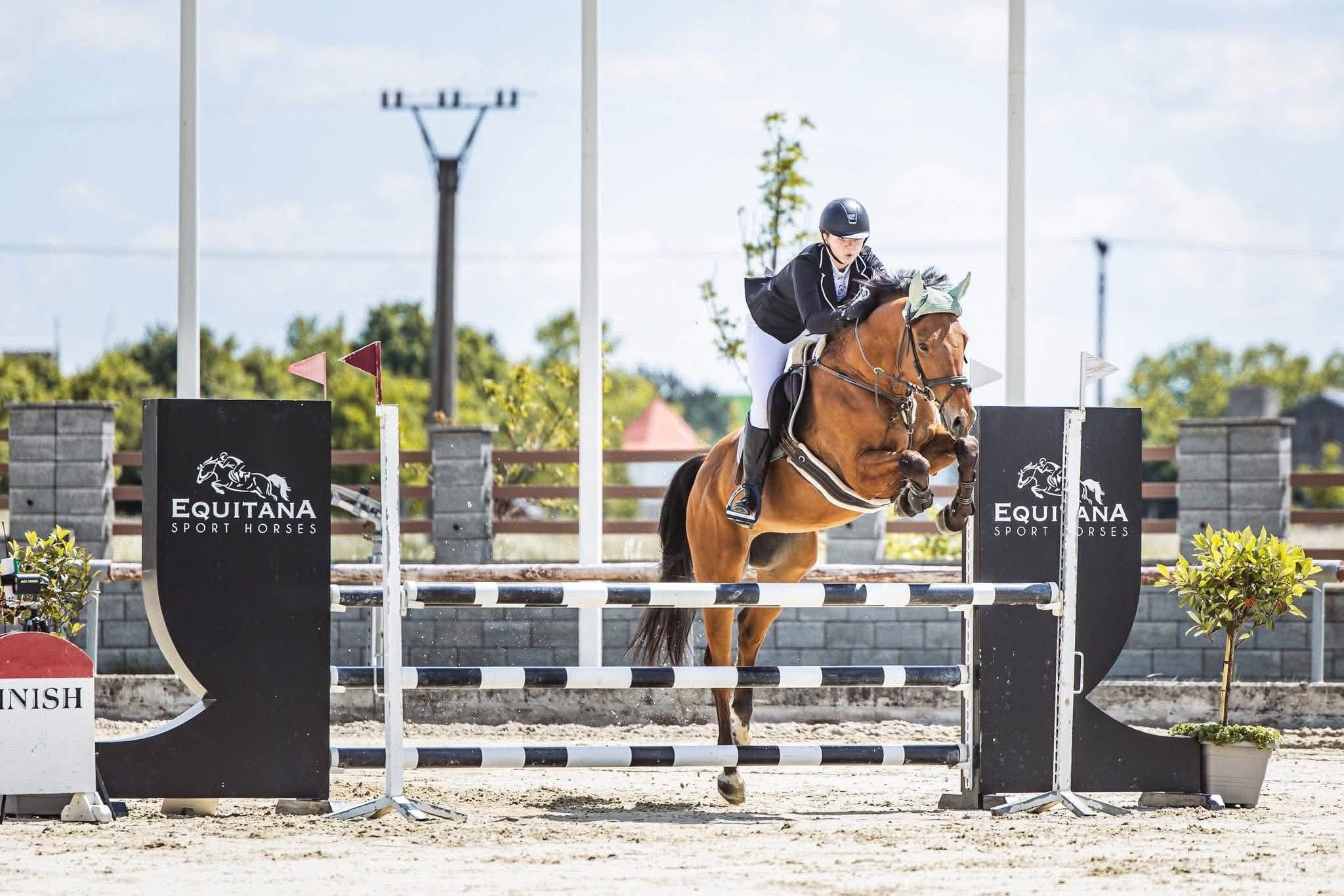 slowaaks springpaard ruin 13 岁 bruin 出售 - 照片 6