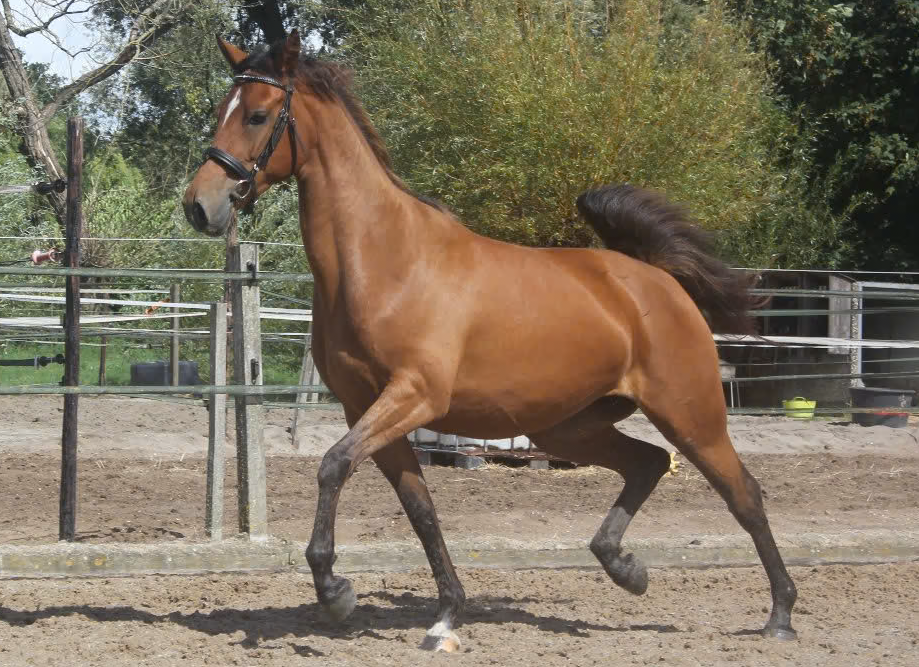 nrps allround-pony merrie 3 jaar bruin te koop - Foto 2