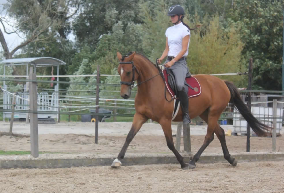 nrps allround-pony merrie 3 jaar bruin te koop - Foto 3