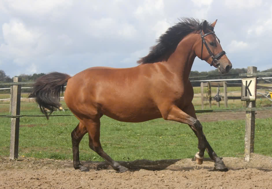 nrps allround-pony merrie 3 jaar bruin te koop - Foto 5