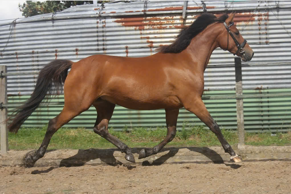 nrps allround-pony merrie 3 jaar bruin te koop - Foto 6