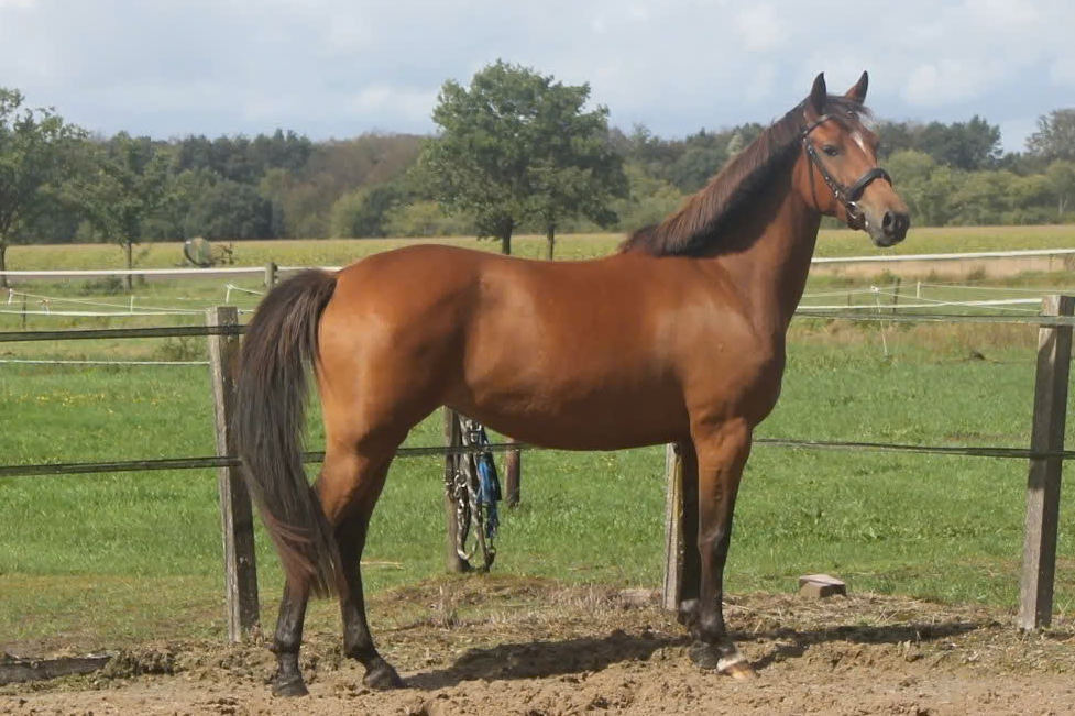 nrps allround-pony merrie 3 jaar bruin te koop - Foto 4