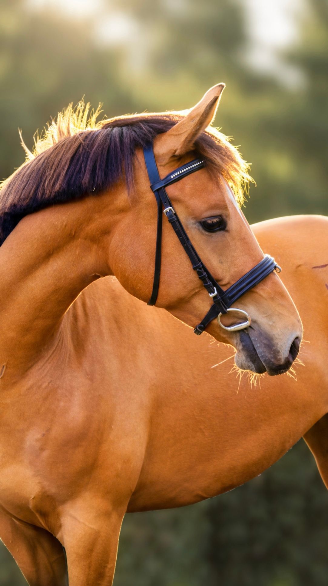 Prachtige 3,5 jarige E pony merrie (New Forest x NRPS)