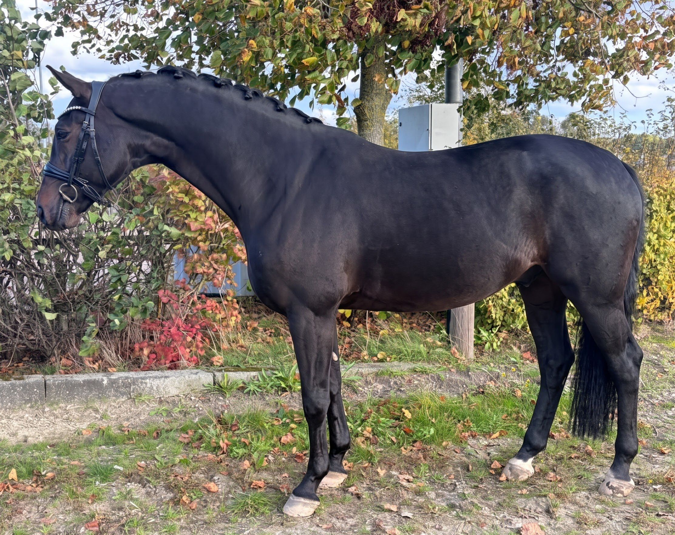 kwpn allrounder ruin 5 år donkerbruin till salu - Foto 2