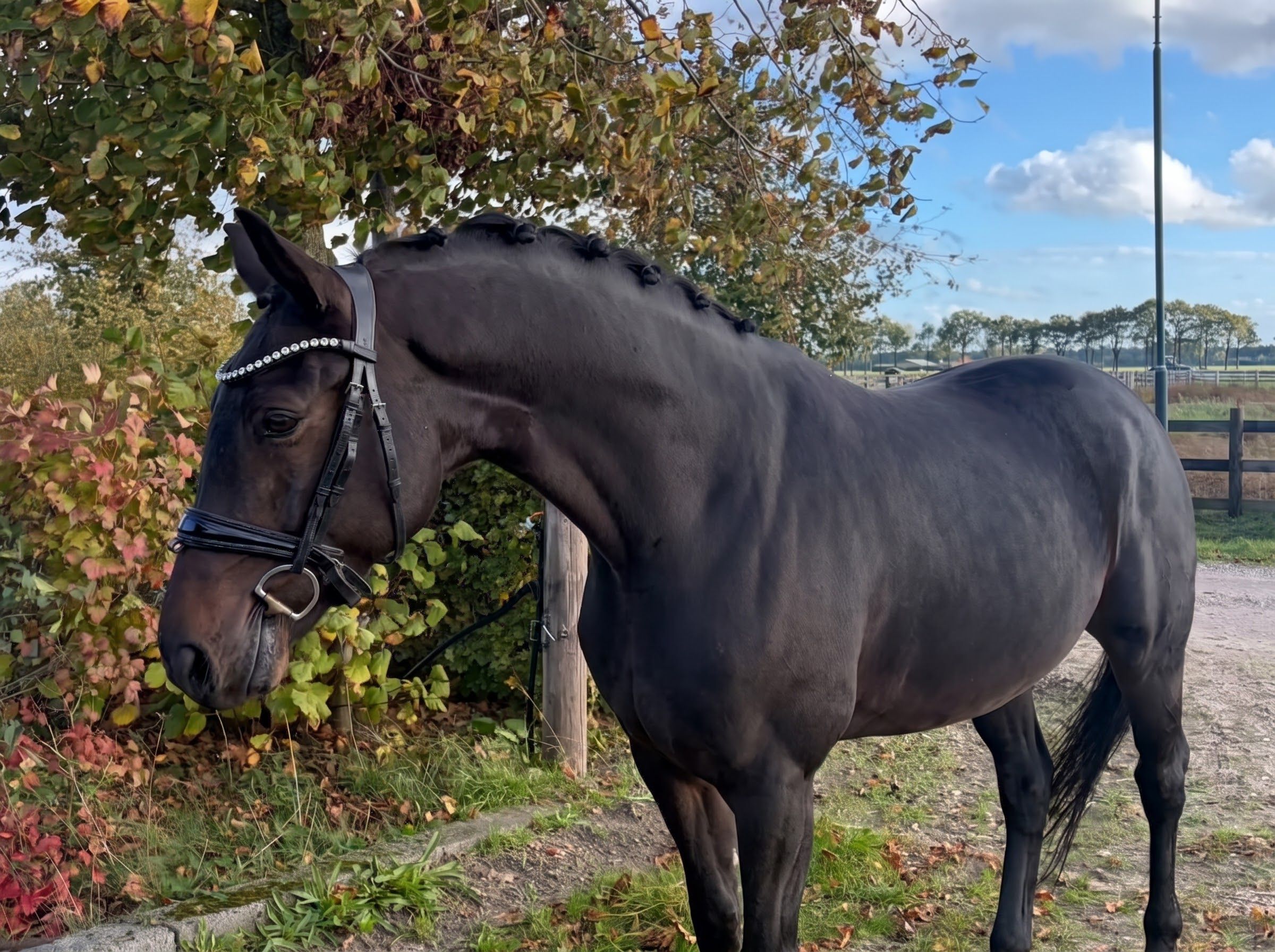 kwpn allrounder ruin 5 år donkerbruin till salu - Foto 3