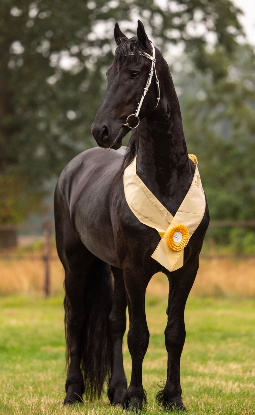 Beautiful Friesian stallion for sale