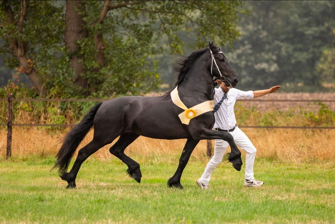 allround-fries hengst 4 years old zwart for sale - Photo 2