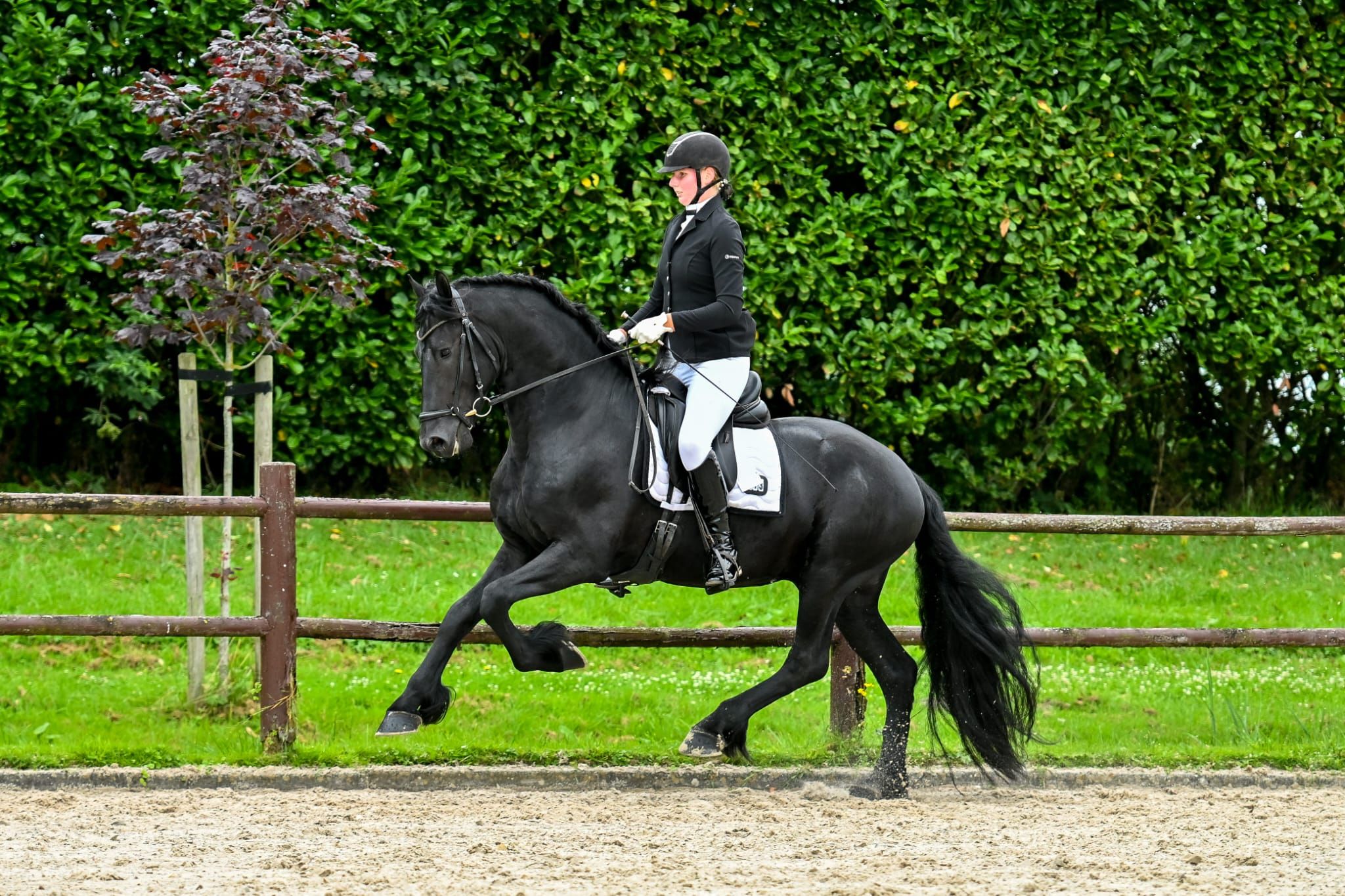 allround-fries hengst 4 years old zwart for sale - Photo 3