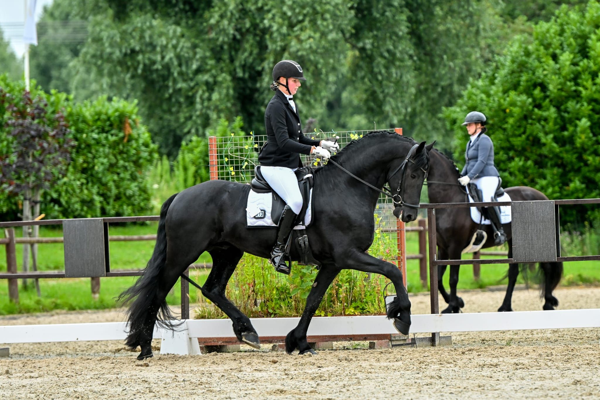 allround-fries hengst 4 years old zwart for sale - Photo 4