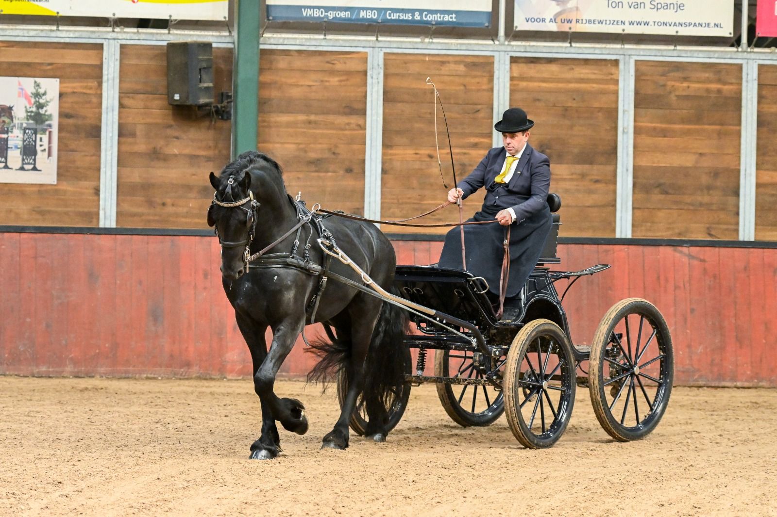 allround-fries hengst 4 years old zwart for sale - Photo 5